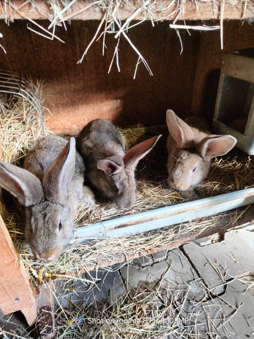 Promocja Sprzedam króliki tuszki i żywe młode średnie i starsze.
