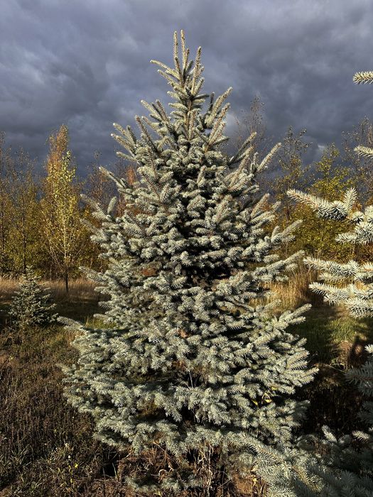 Ель голубая Днепр