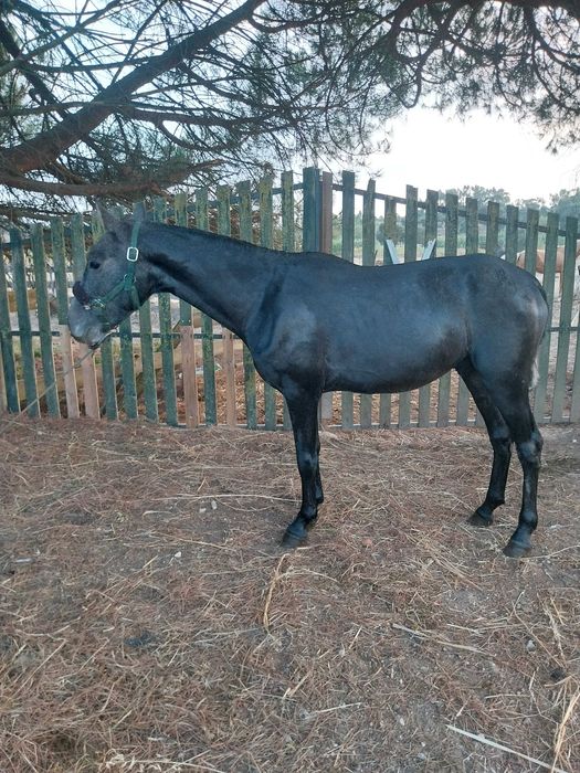 Poldro cruzado 20 meses