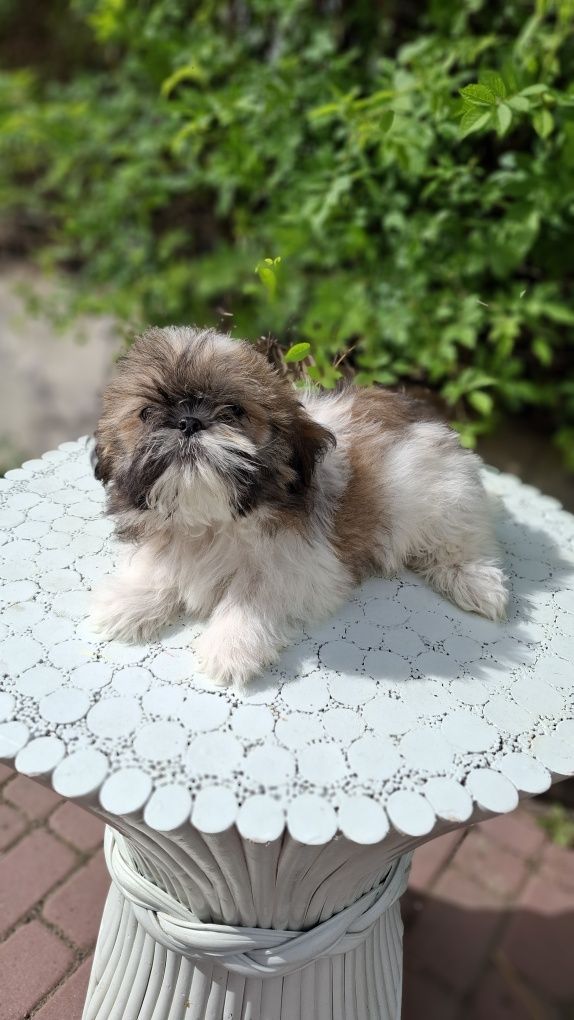 Shih tzu tricolor