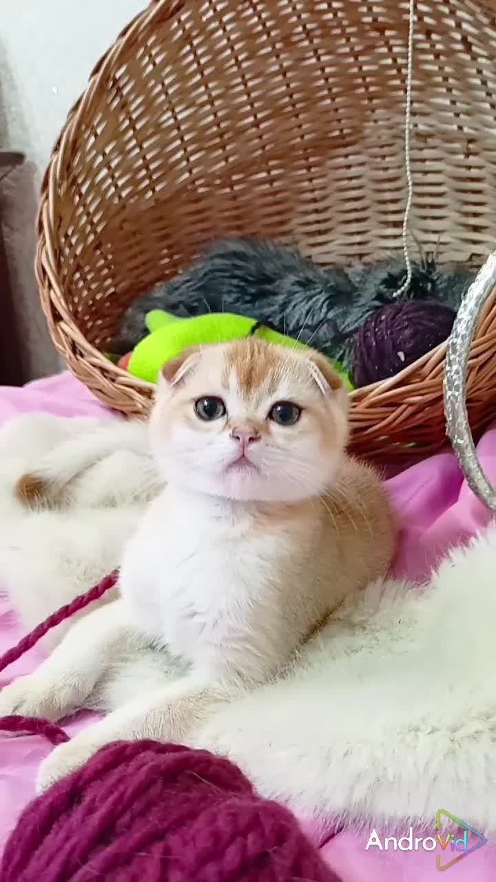 Вишуканий котик золота шиншила