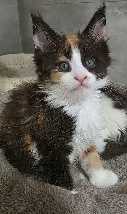 Kolorowa koteczka mco