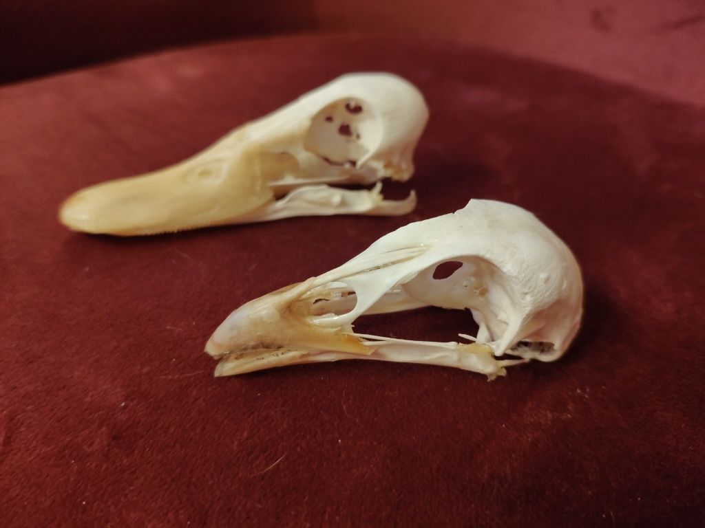 Taxidermy Czaszka Bażanta i Kaczki