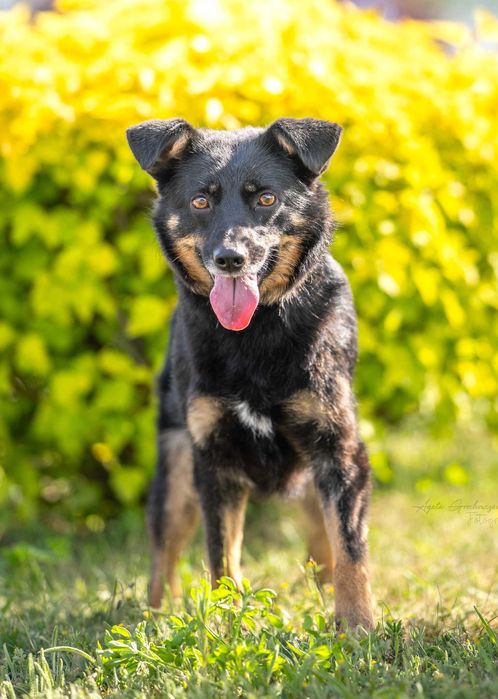 Młoda Zośka czeka na dom