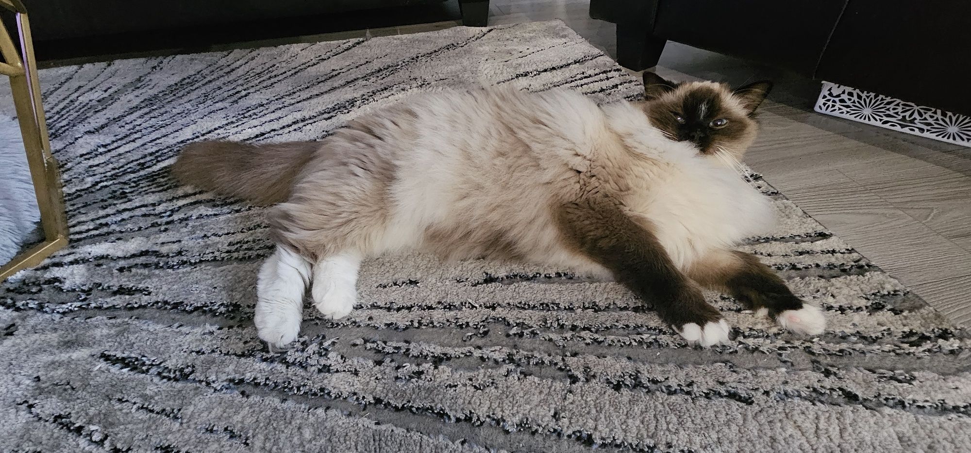 Ragdoll płatna adopcja