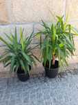 Plantas tipo fiteira