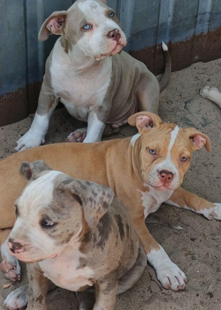 American Bully ABKC merle suczka