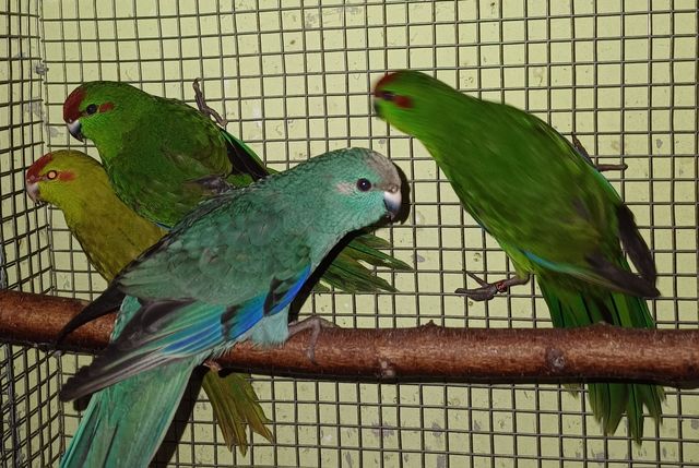 Молоденькі папужки какарики.