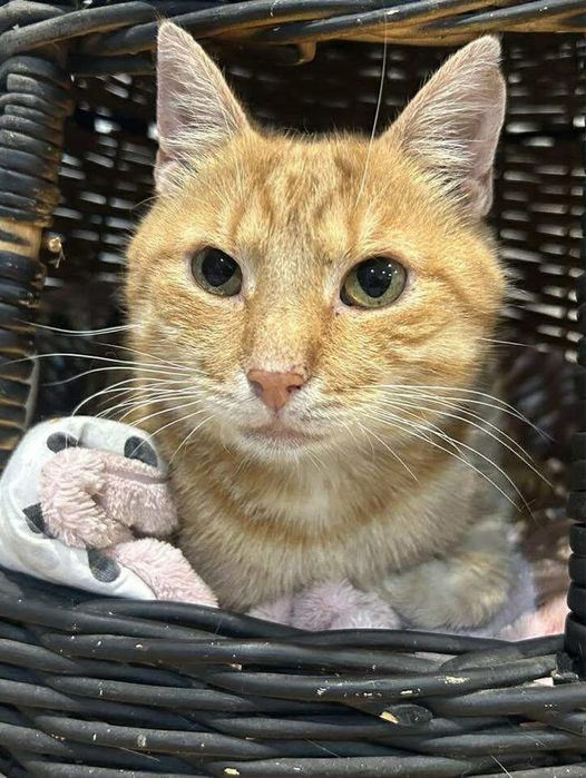 Rudy miły kotek szuka domu