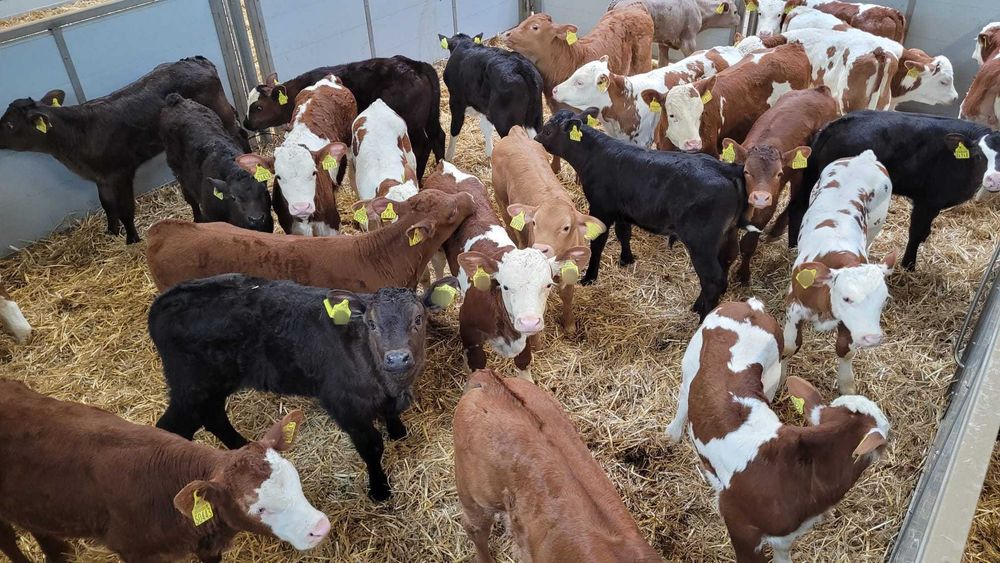 Byczki i Jałówki Cielęta 50-100kg POLSKIE