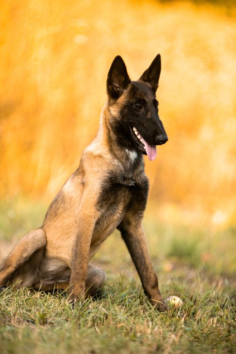 Бельгийская овчарка малинуа