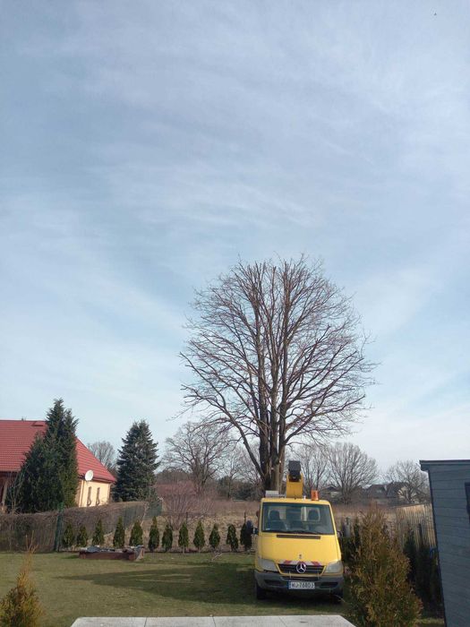 Wycinka drzew, podnośnik koszowy, rębak do gałęzi