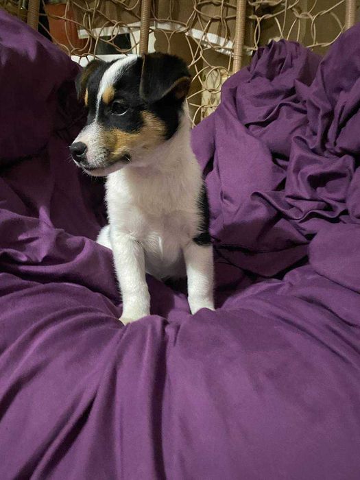 Дівчинка Джек рассел тер'єр