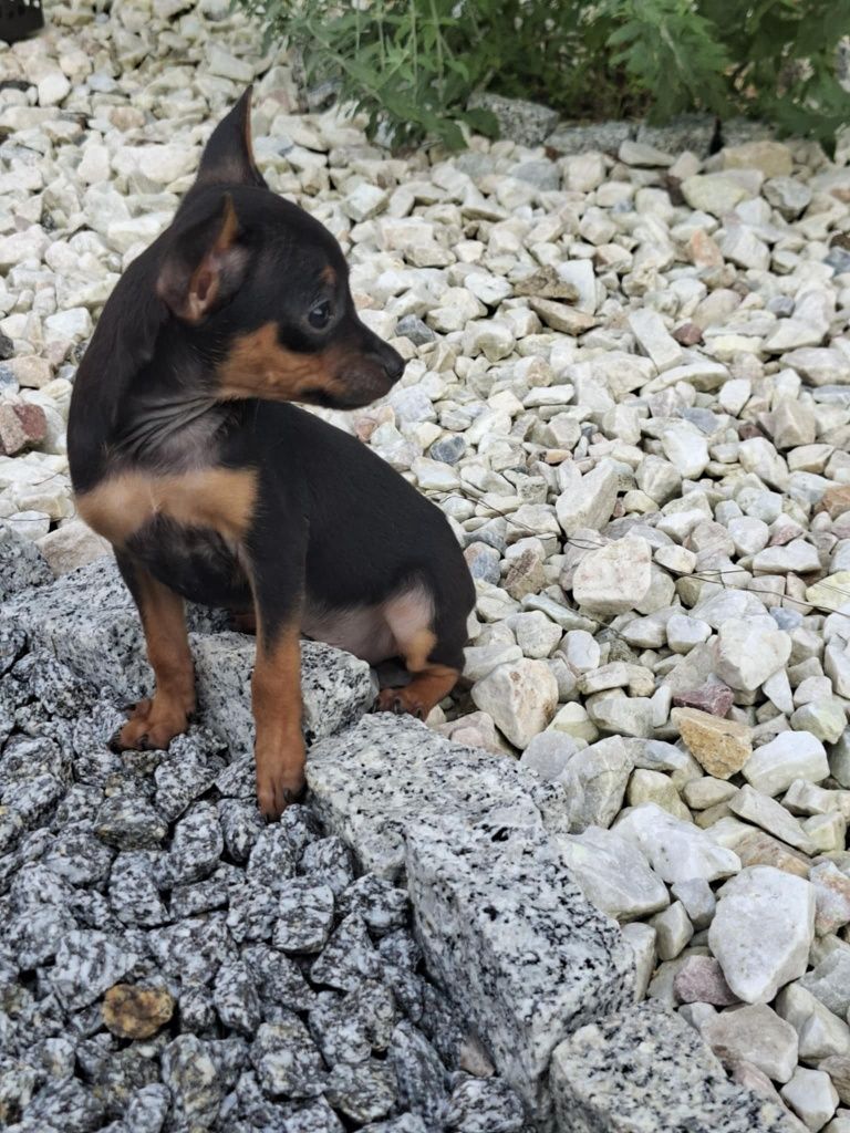 Pinczer miniatura z metryką