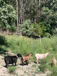 Vendo 4 cabras anãs prenhas