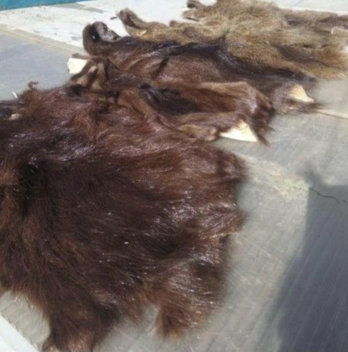 Нутрії, ворот,   хутро, мех шкурки