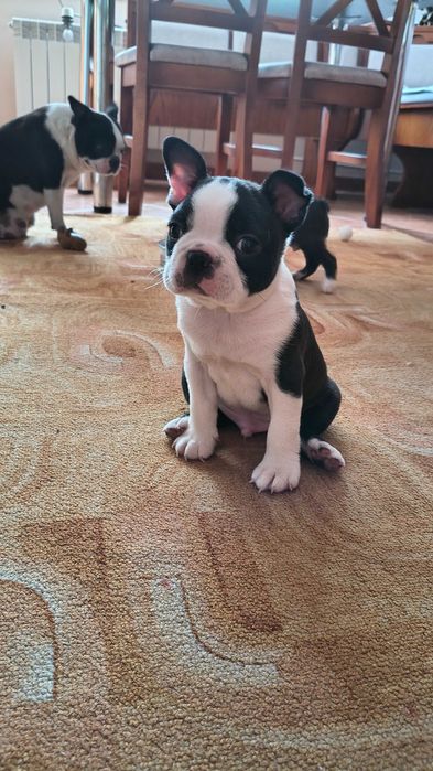 Boston Terrier Piesek