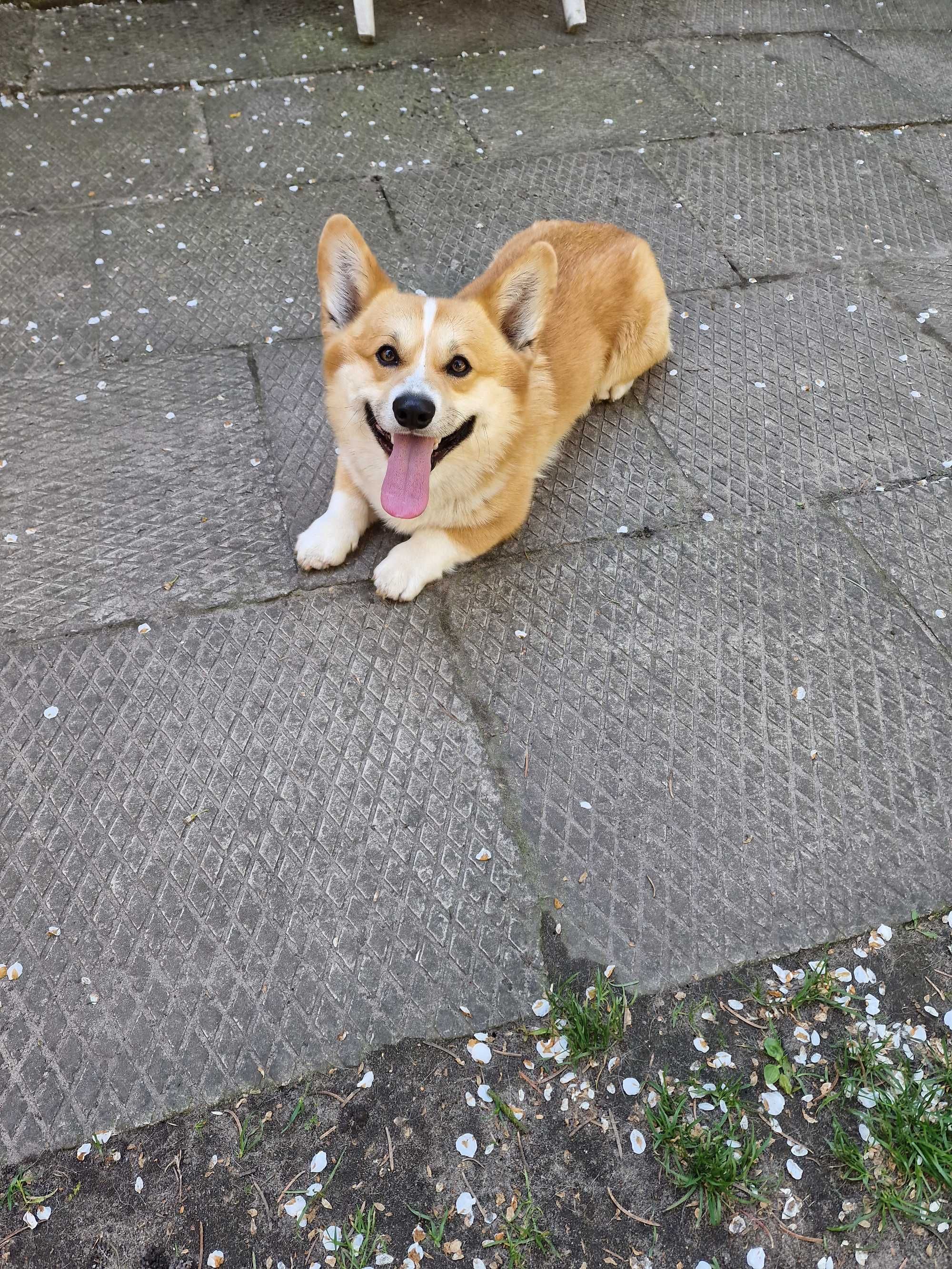 Welsh Corgi Pembroke Naturalny Bobtail