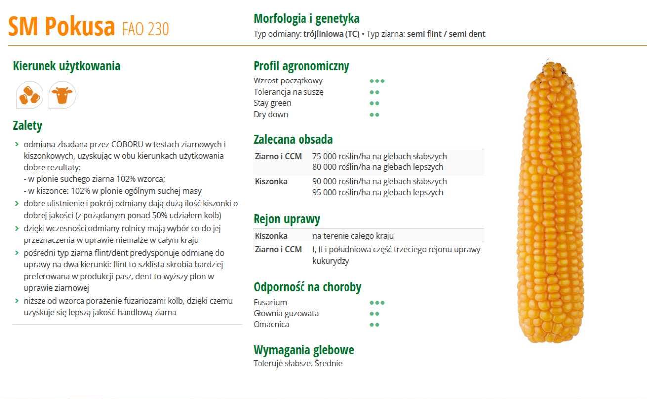 Materiał siewny kukurydzy HR Smolice  Pomerania,Polonia,Konkurent