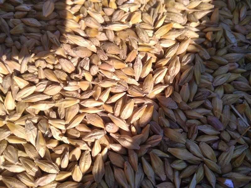 Продаю пшеницю та ячмінь