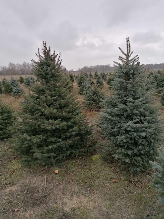 Choinki żywe cięte i w donicy Puławska 416 Dostawa Warszawa okolice