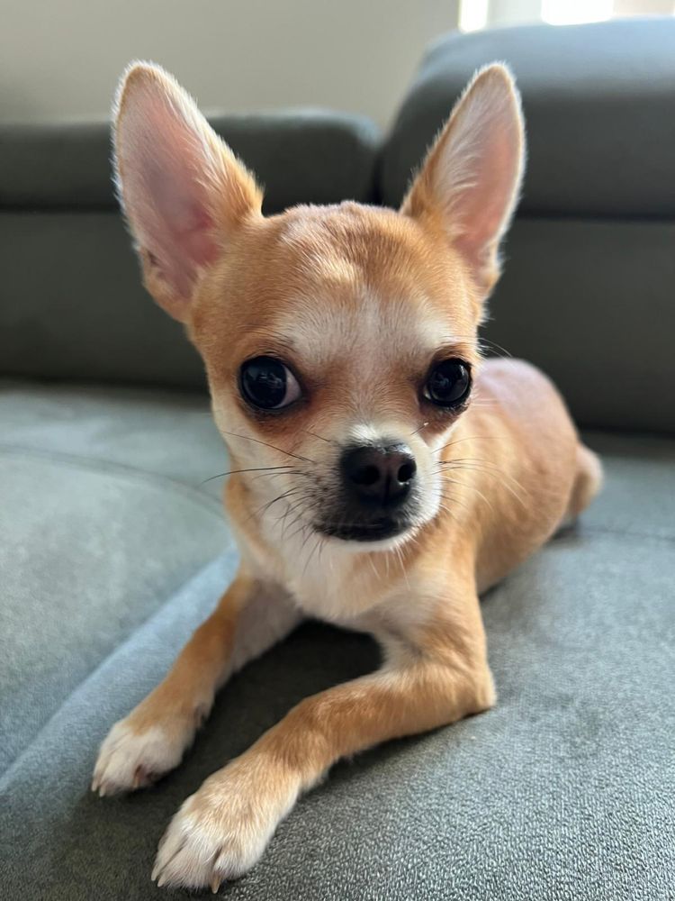 Śliczny mały piesek chihuahua paszport
