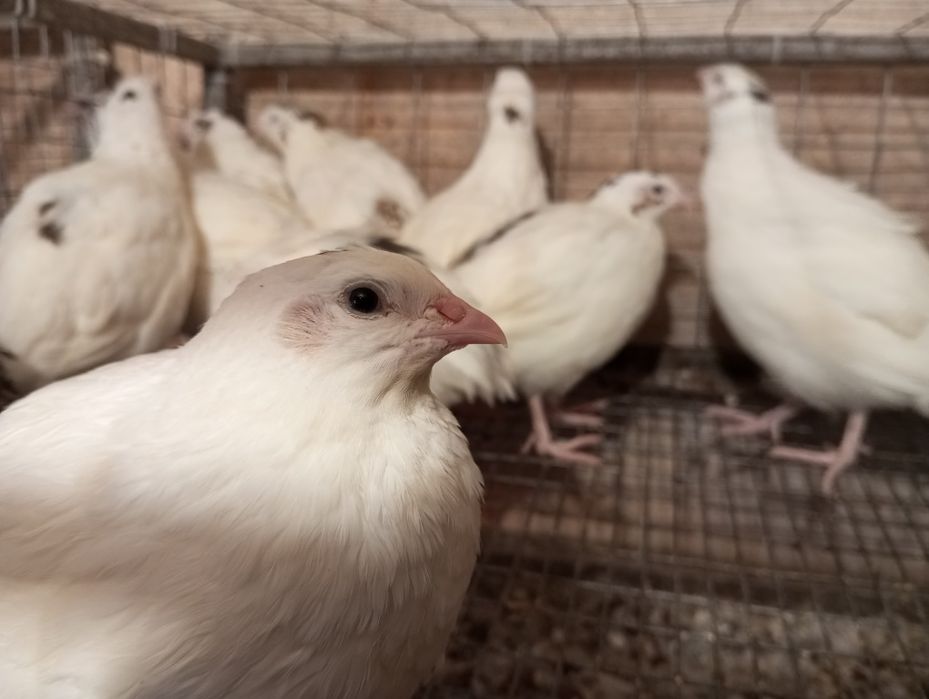 Продам перепелов Техас от суточного до несушки