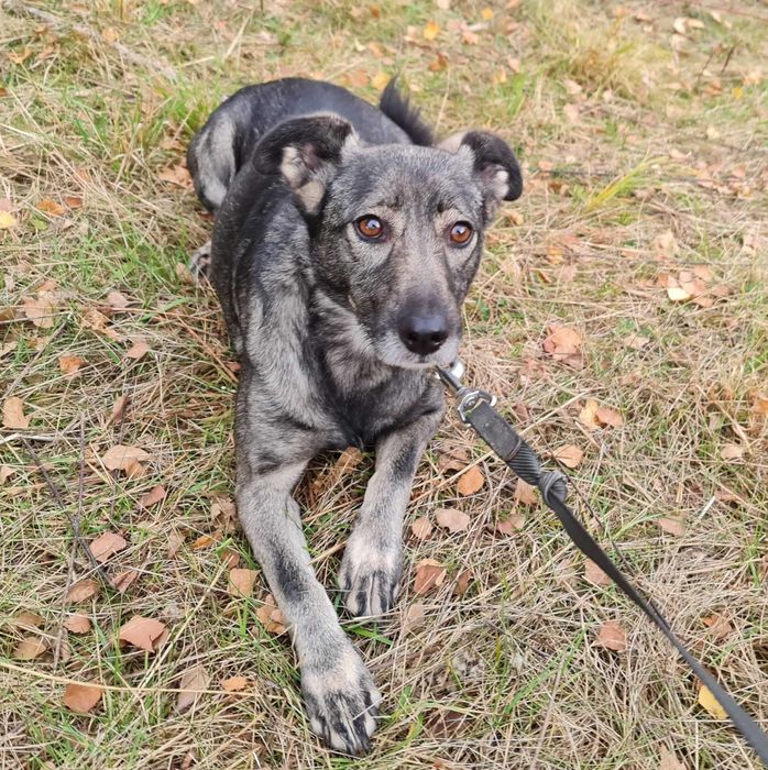 Daisy potrzebuje domu, aby mogła wreszcie normalnie żyć.