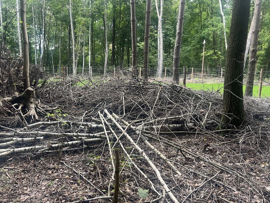 Zaplace za zabranie  gałęzie i korzenie