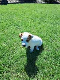 Jack Russell Terrier