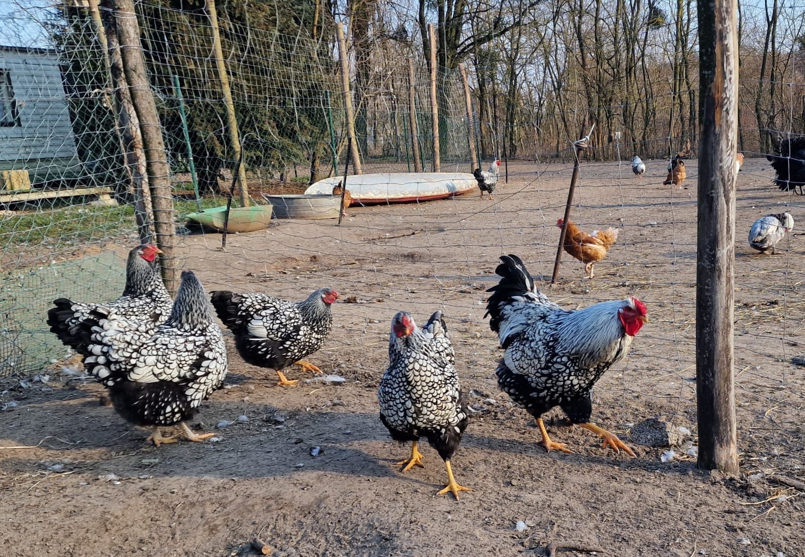 Sprzedam Kurczaki Wyandotte srebrnołuskowane