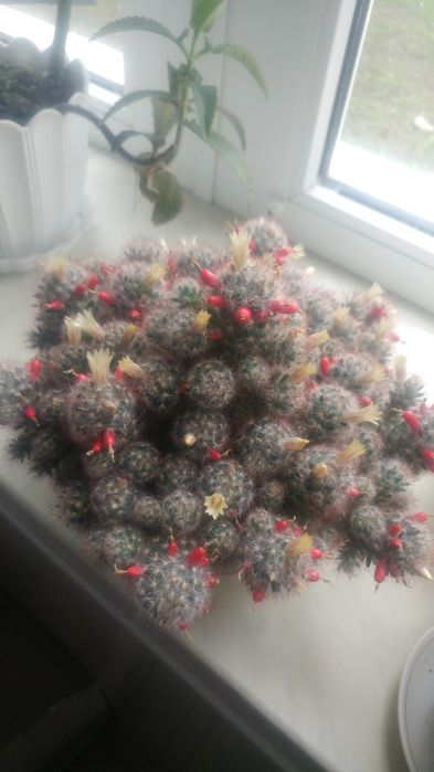 Маммилярия побегоносная