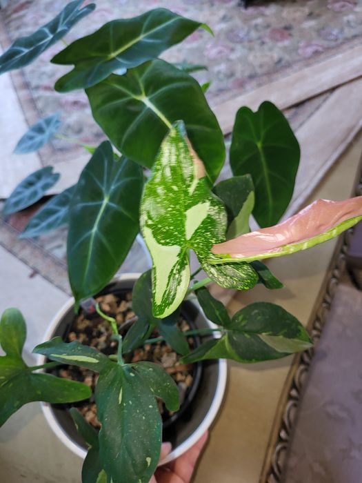 Alocasia frydek,  syngonium tricolor zestaw