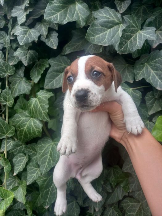 Девчушка Джек Рассел Терьер