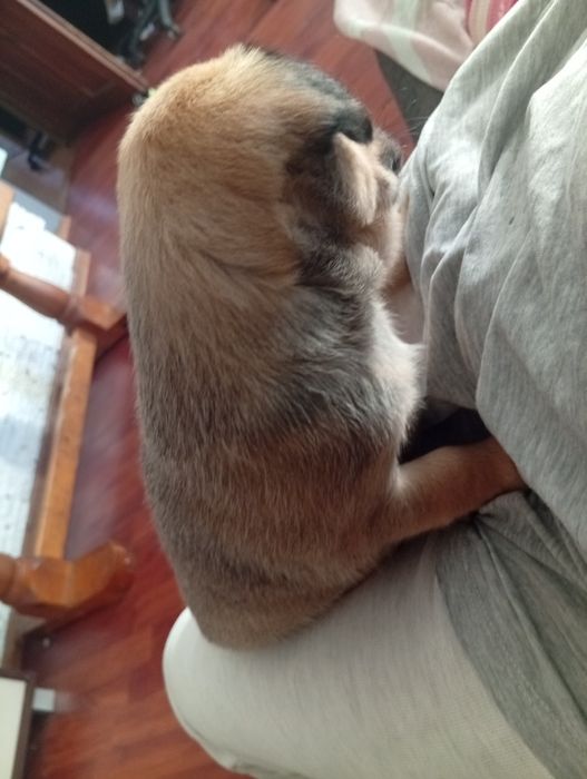 Piesek szczeniak oddam