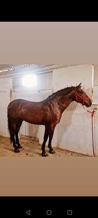 Cavalo pura raça espanhola
