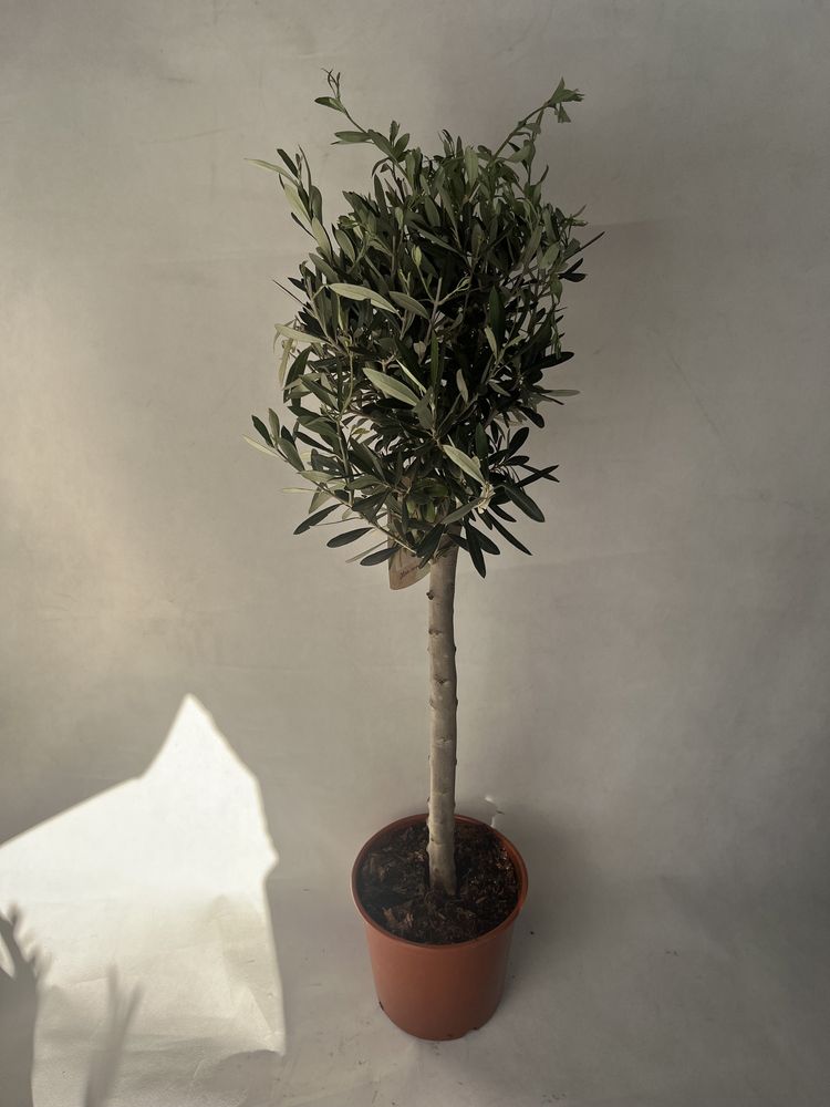 Oliwka europejska na pniu 80 cm