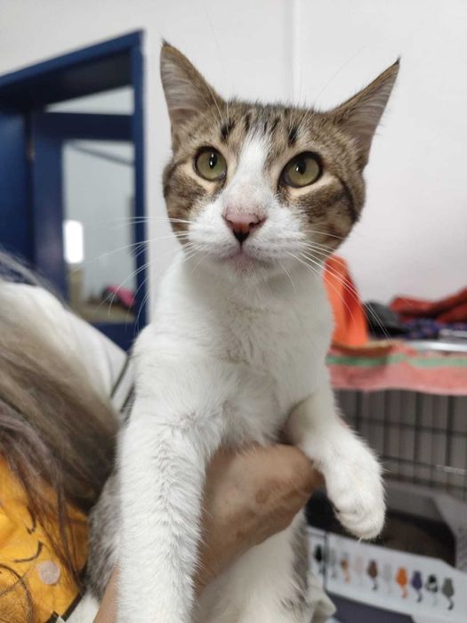 CHEVROLET (Macho, 7 Meses) Para Adoção