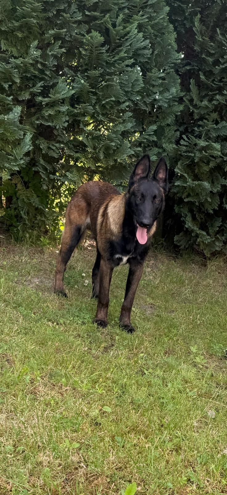 Owczarek belgijski malinois