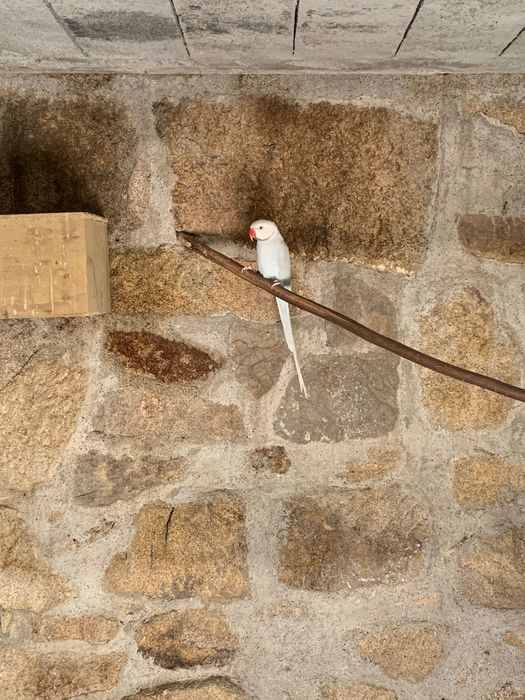 Casal Ring Neck reprodutor