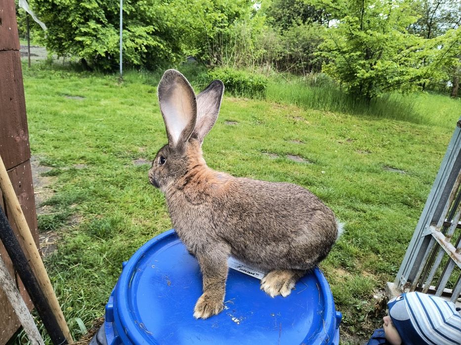 Belgijski olbrzym szary