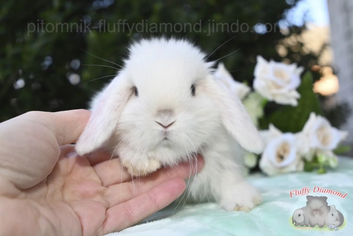 Пухнасті та ніжні кроленята для Вас! Кролики з Fluffy Diamond