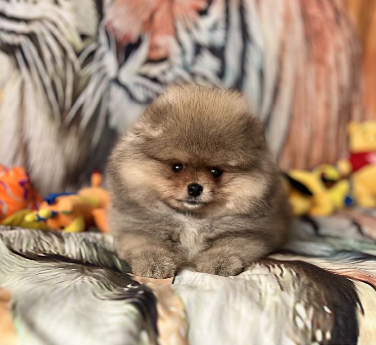 Szpic miniaturowy typu Miszka.