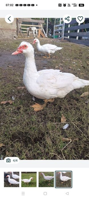 Kaczki francuskie likwidacja hodowli