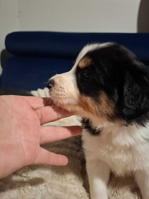 Border Collie Szczeniak black tri color