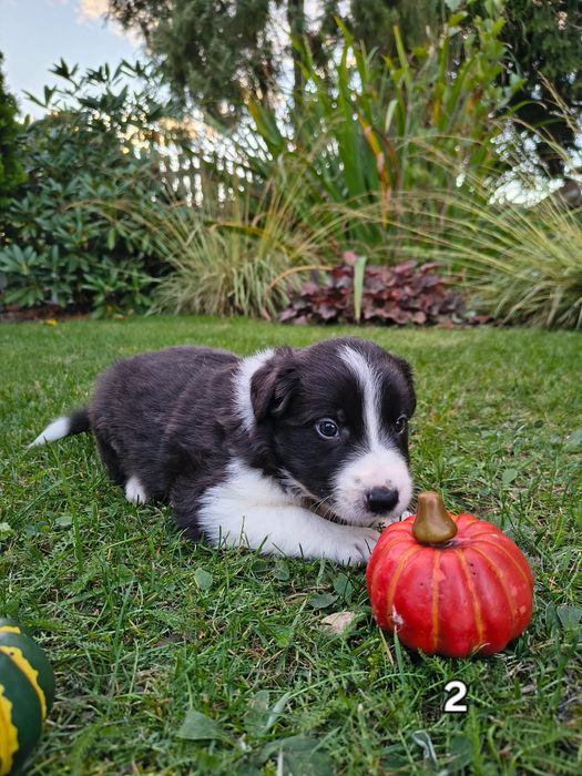 Piesek Border Collie
