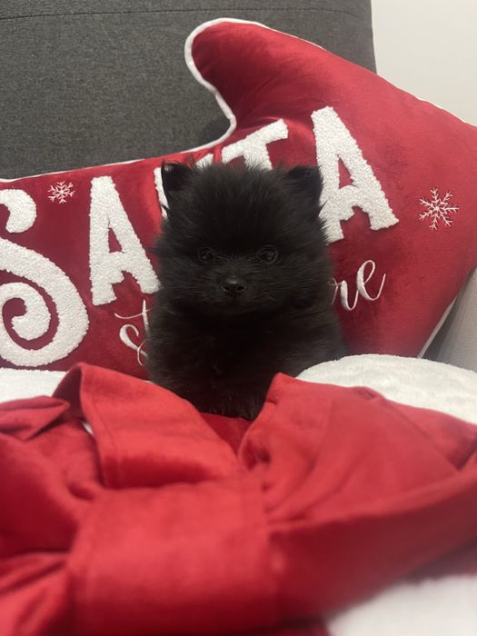 Szpic miniaturowy Pomeranian Samiec