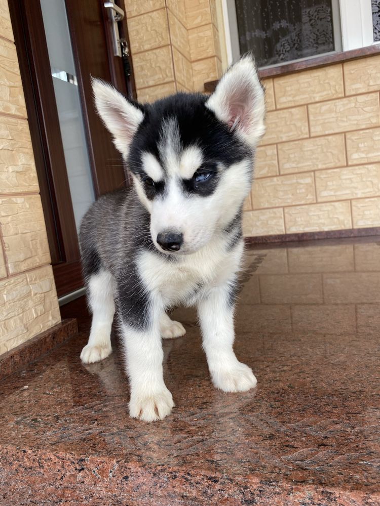 Husky Syberyjski