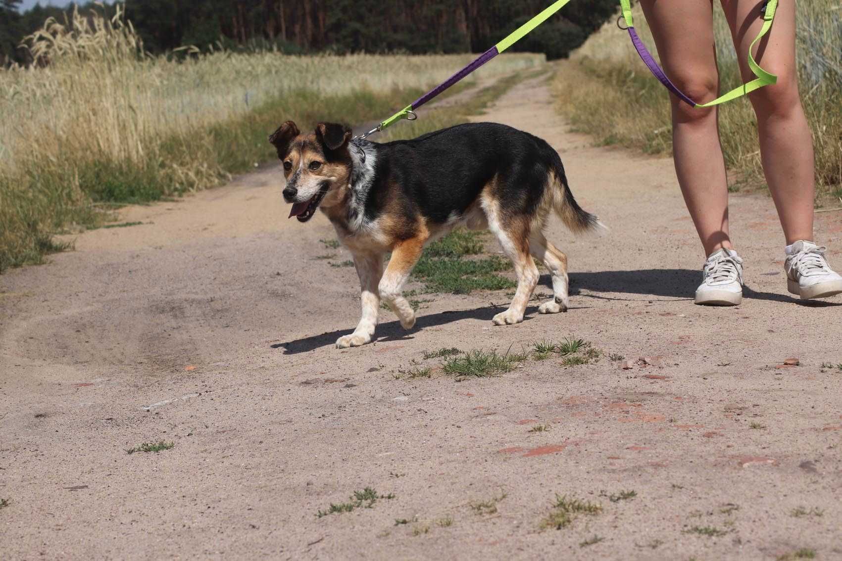 Madox - 11 kg psi ideał szuka domu