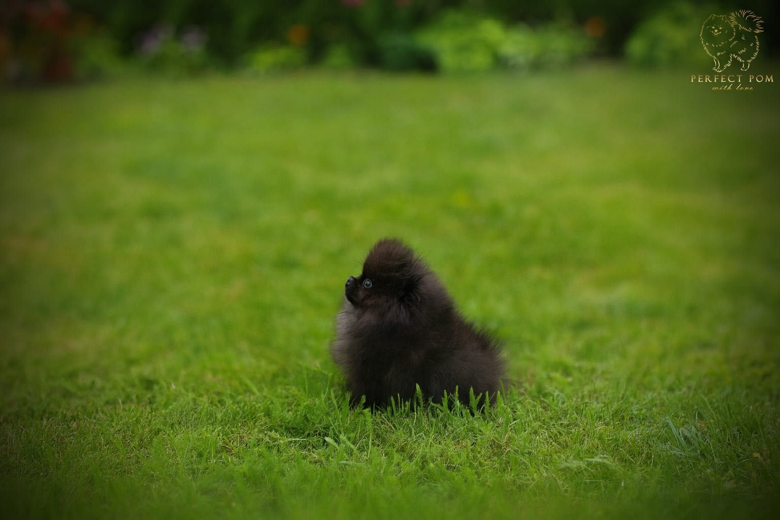 Szpic miniaturowy pomeranian w typie „misia”